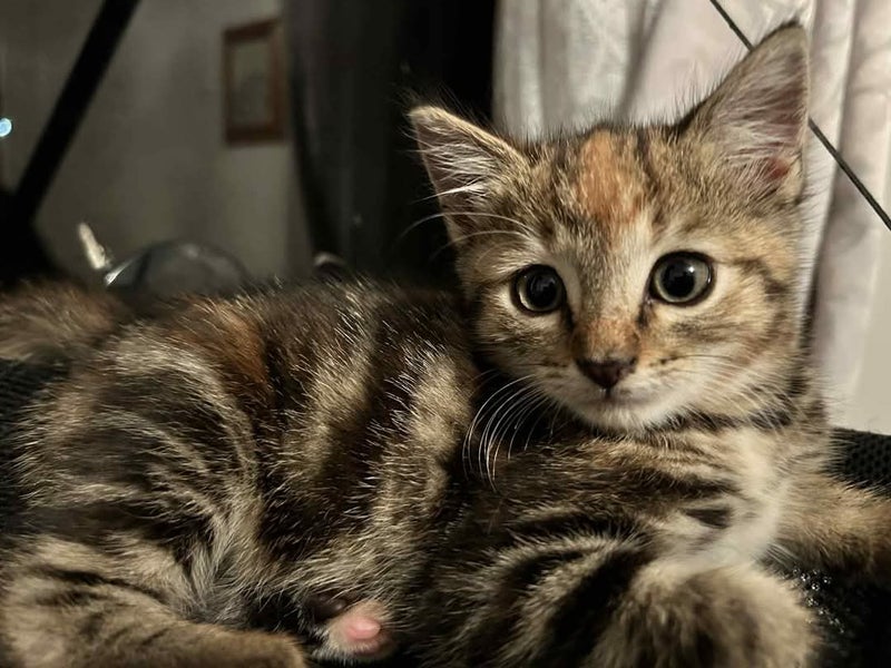 Alexis - Wcc Rescue Kitten Carousel 5