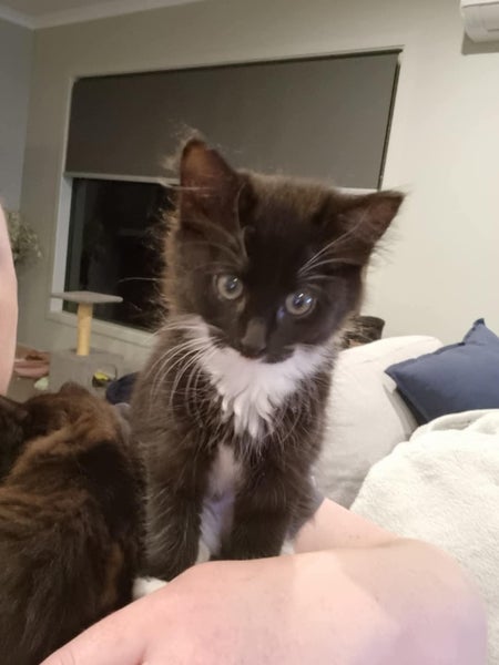 Gypsy - Wcc Rescue Kitten Carousel 1
