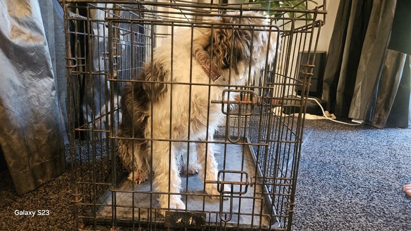 Animal cage Carousel 8