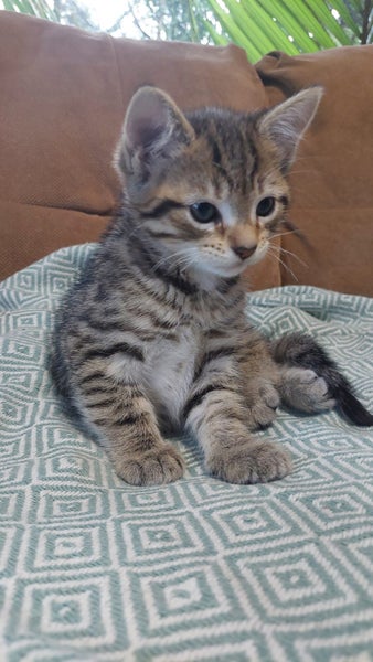 Adorable 9-week-old kittens ragdoll-tabby Crossed Carousel 1