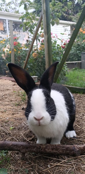 Female desexed Dutch Rabbit Carousel 1