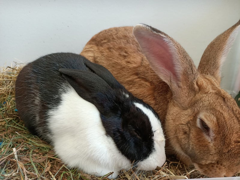 Female desexed Dutch Rabbit Carousel 2