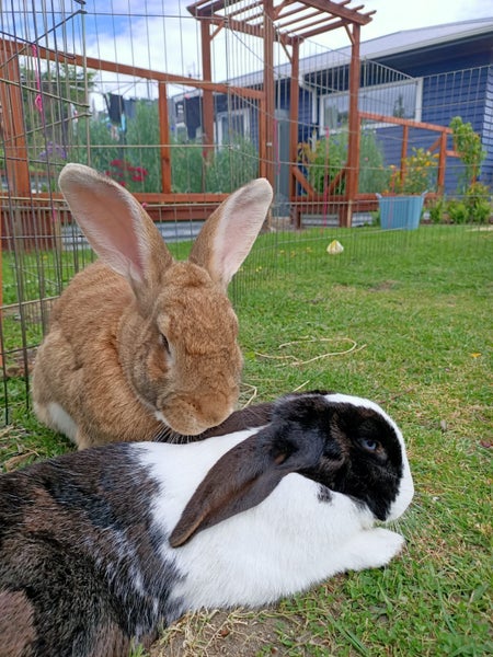 Female desexed Dutch Rabbit Carousel 3