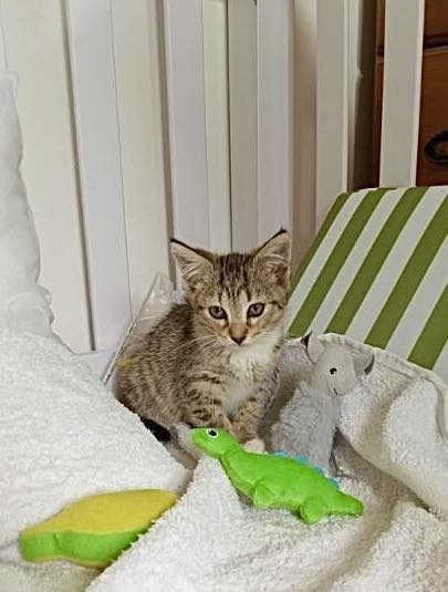 2 Rescue Kittens Tiger & Pepper Carousel 2