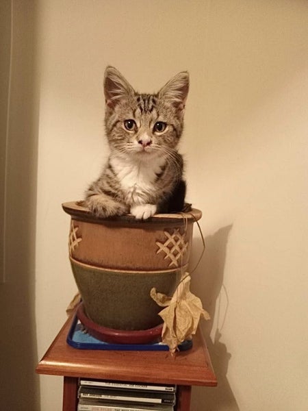 2 Rescue Kittens Tiger & Pepper Carousel 1