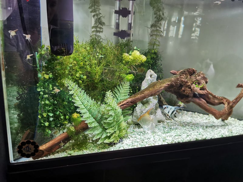 Large triangular aquarium and stand, dry use only? Carousel 1
