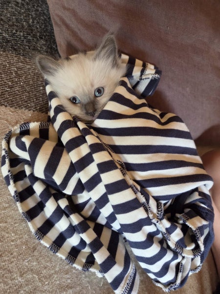 Purebred ragdoll kittens Carousel 1