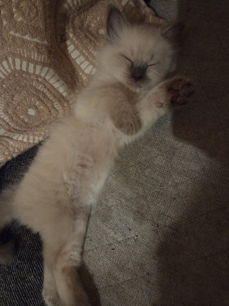 Purebred ragdoll kittens Carousel 12
