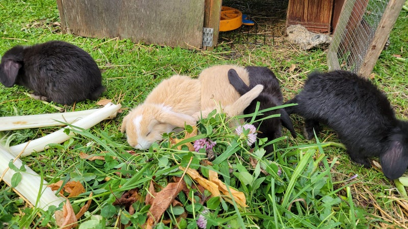 Beautiful mini lop babies Carousel 14