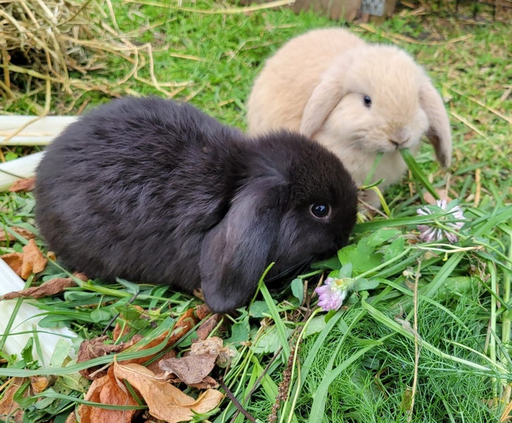 Beautiful mini lop babies Carousel 1