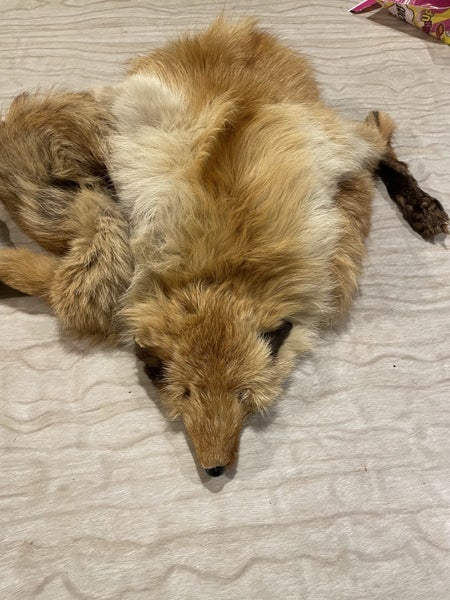 Antique red fox fur stole Carousel 1