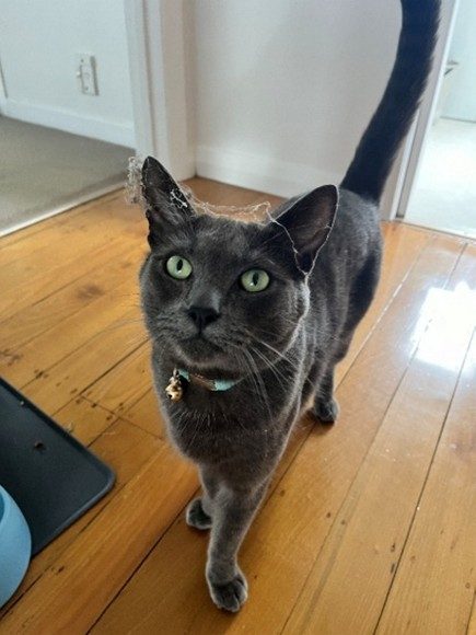 MISSING from Waterview_Grey male cat Carousel 1