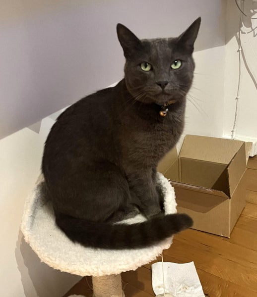 MISSING from Waterview_Grey male cat Carousel 2
