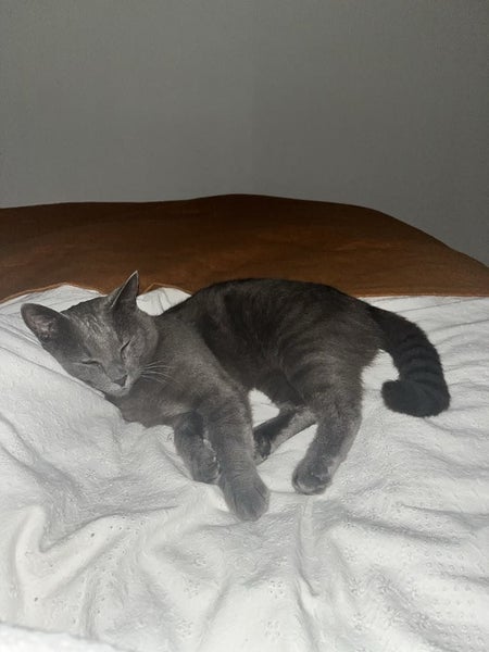 MISSING from Waterview_Grey male cat Carousel 3
