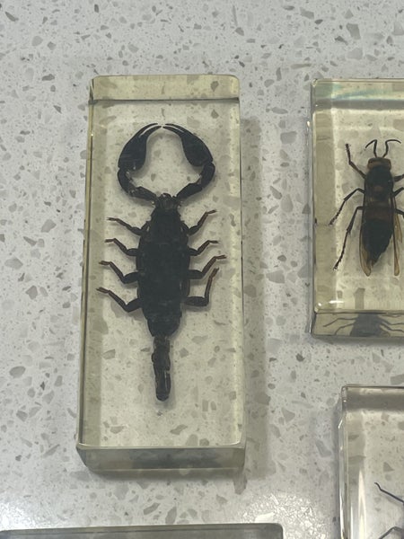 Bugs insects in resin x 4 scorpion, giant hornet, chafer, lantern fly Carousel 2