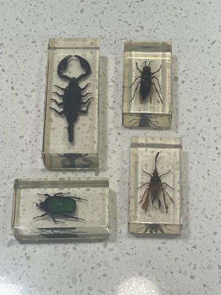 Bugs insects in resin x 4 scorpion, giant hornet, chafer, lantern fly Carousel 1