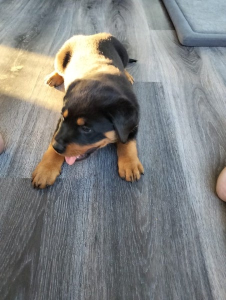 Purebred Rottweiler puppies Carousel 2
