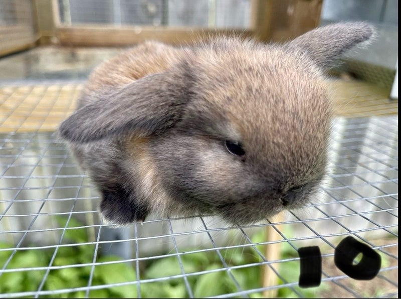 Purebred Mini lop kits Carousel 2
