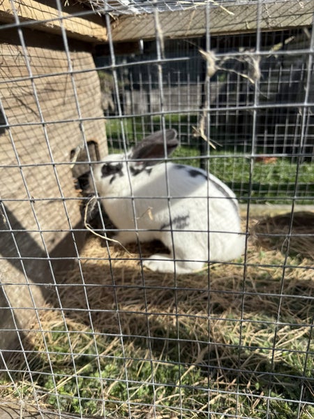 2 female rabbits with hutch Carousel 1