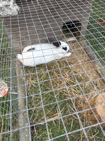 2 female rabbits with hutch Carousel 2