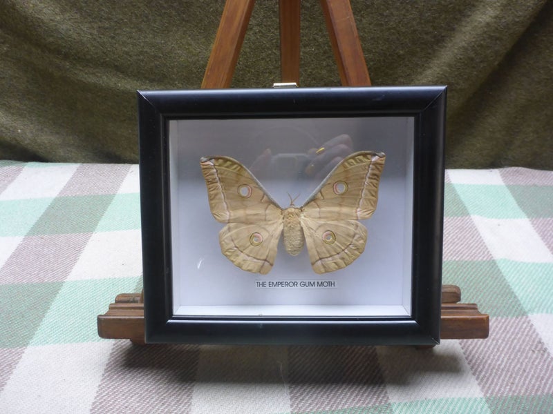 Stunning Framed Real Taxidermy Moth Insect Emperor Gum Moth Insect Entomology Carousel 1