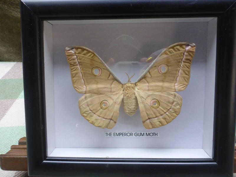 Stunning Framed Real Taxidermy Moth Insect Emperor Gum Moth Insect Entomology Carousel 2