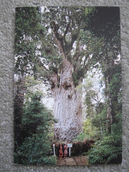 Waipoua Forest Kauri Tree Postcard Carousel 1