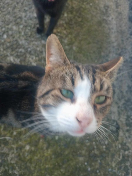 THE STREET CAT PROJECT - REHOME TUAKAU TRIO - AVAILABLE FOR ADOPTION Carousel 2