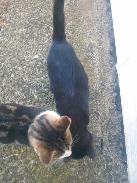 THE STREET CAT PROJECT - REHOME TUAKAU TRIO - AVAILABLE FOR ADOPTION Carousel 1