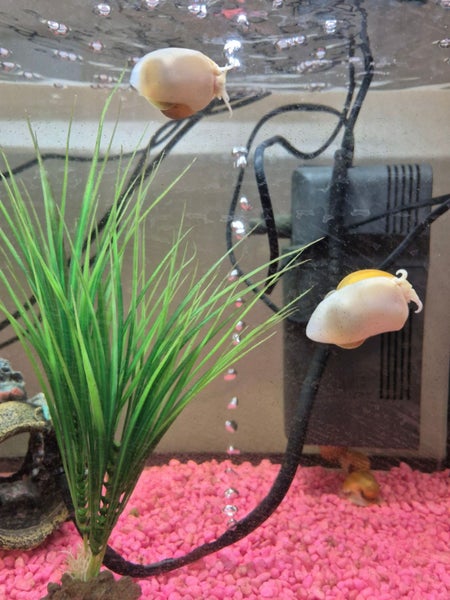 Yellow Apple Snails - M - pick up only Carousel 1