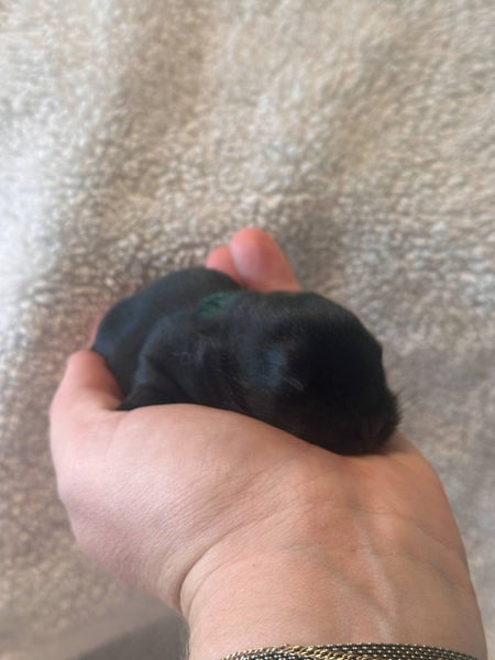 Purebred Mini Lop baby rabbits Carousel 18
