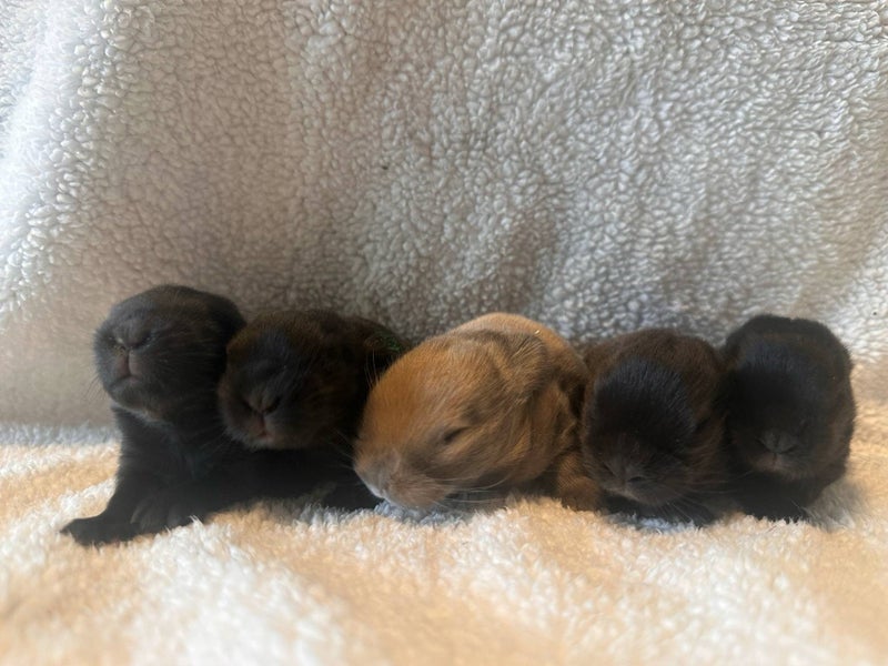Purebred Mini Lop baby rabbits Carousel 1