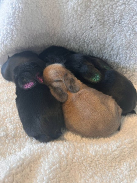 Purebred Mini Lop baby rabbits Carousel 2