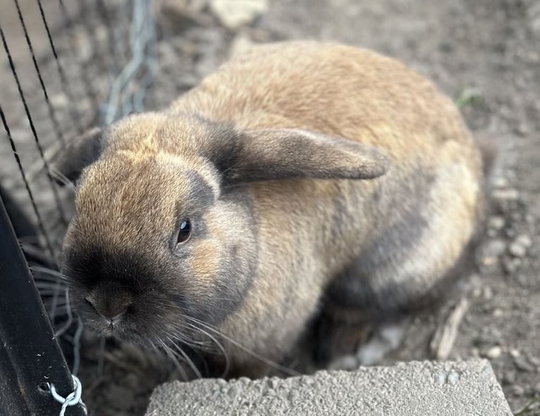 Purebred Mini Lop baby rabbits Carousel 10