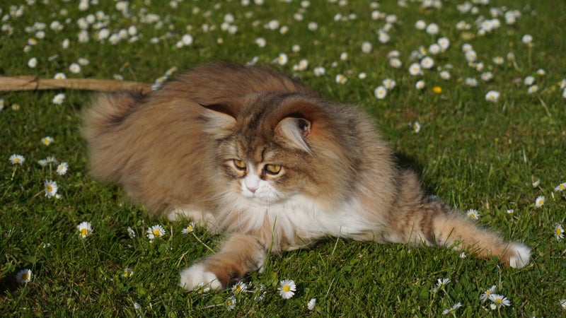 Beautiful 2-Year-Old Persian Chinchilla Female Cat – Loving Home Wanted Carousel 2