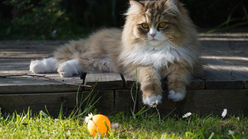 Beautiful 2-Year-Old Persian Chinchilla Female Cat – Loving Home Wanted Carousel 1