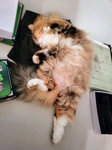 Beautiful 2-Year-Old Persian Chinchilla Female Cat – Loving Home Wanted Carousel 9