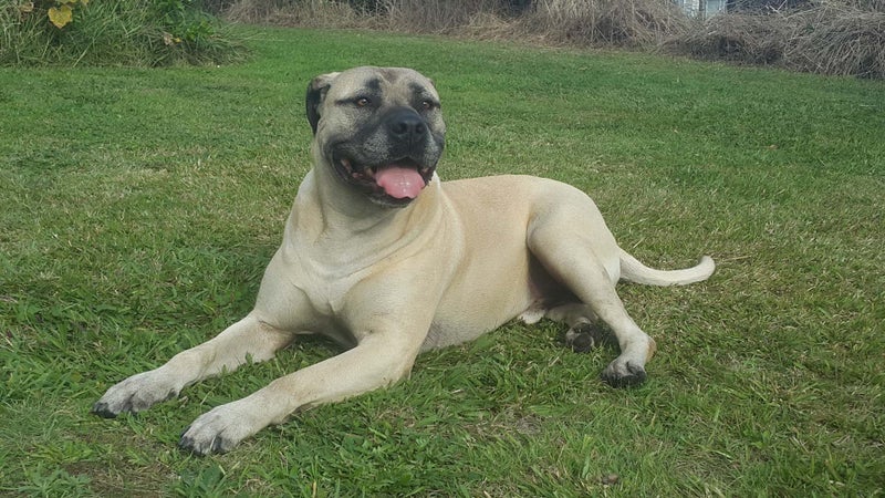 4 year old Bull mastiff Cross Free to good home. Carousel 1