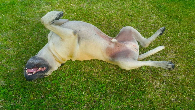 4 year old Bull mastiff Cross Free to good home. Carousel 2