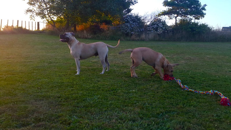 4 year old Bull mastiff Cross Free to good home. Carousel 7