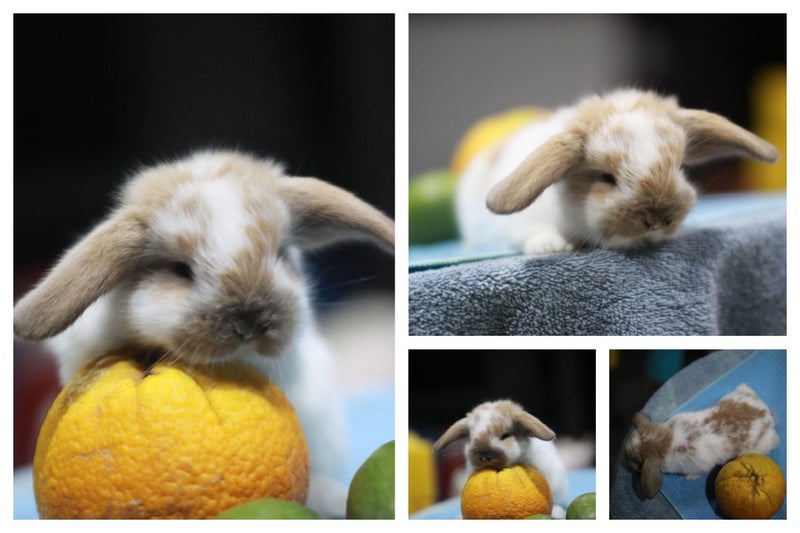 very cute Pure Bred mini Lops Carousel 1