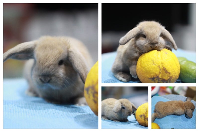 very cute Pure Bred mini Lops Carousel 2