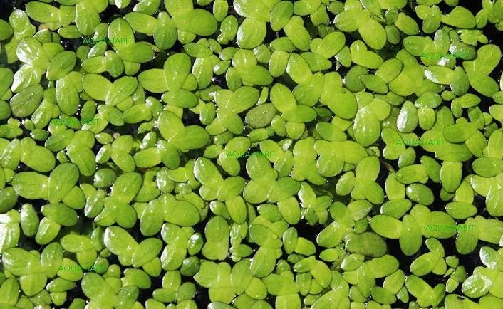 Duckweeds--Great Food Source Carousel 1