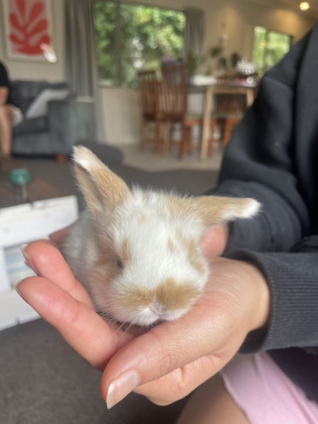 Minilop Bunnies Carousel 2