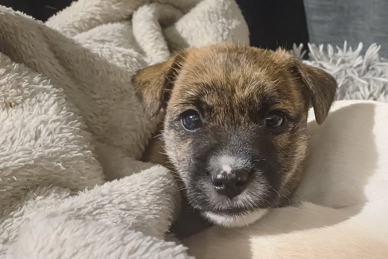 WESTIE X PARSON MIX Carousel 2