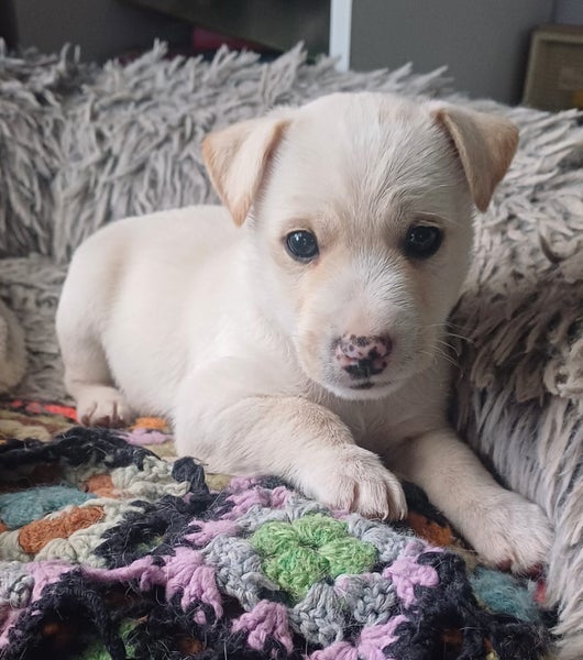 WESTIE X PARSON MIX Carousel 1