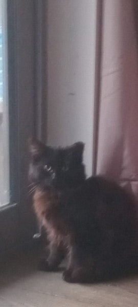 Kitten comes from the street Carousel 4