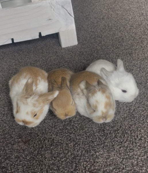 Minilop Bunnies Carousel 1