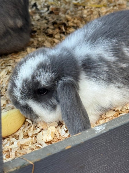Pure Bred Mini Lop Kits Carousel 2