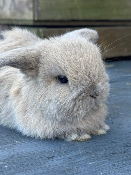 Pure Bred Mini Lop Kits Carousel 1